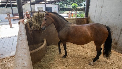 El forraje aporta la fibra necesaria para el buen funcionamiento del sistema digestivo, que en los caballos depende de una fermentación lenta y estable