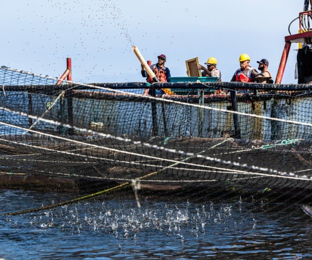Acuicultores tejen el éxito en Baja California Acuicultores tejen el éxito en Baja California