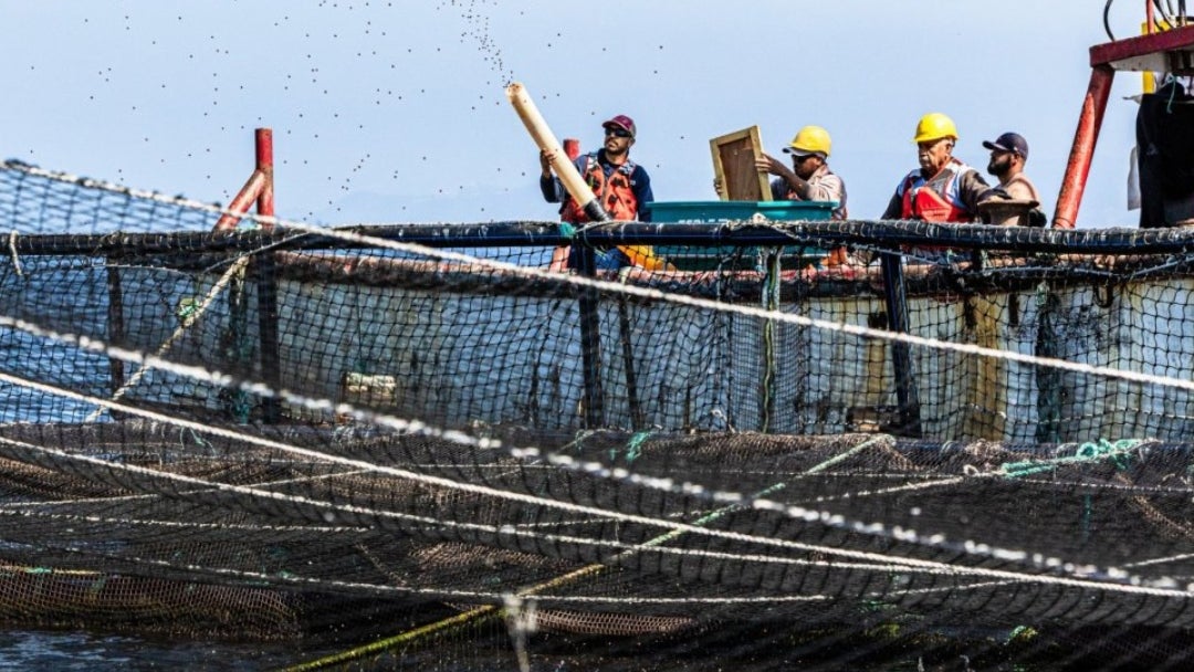 Acuicultores tejen el éxito en Baja California