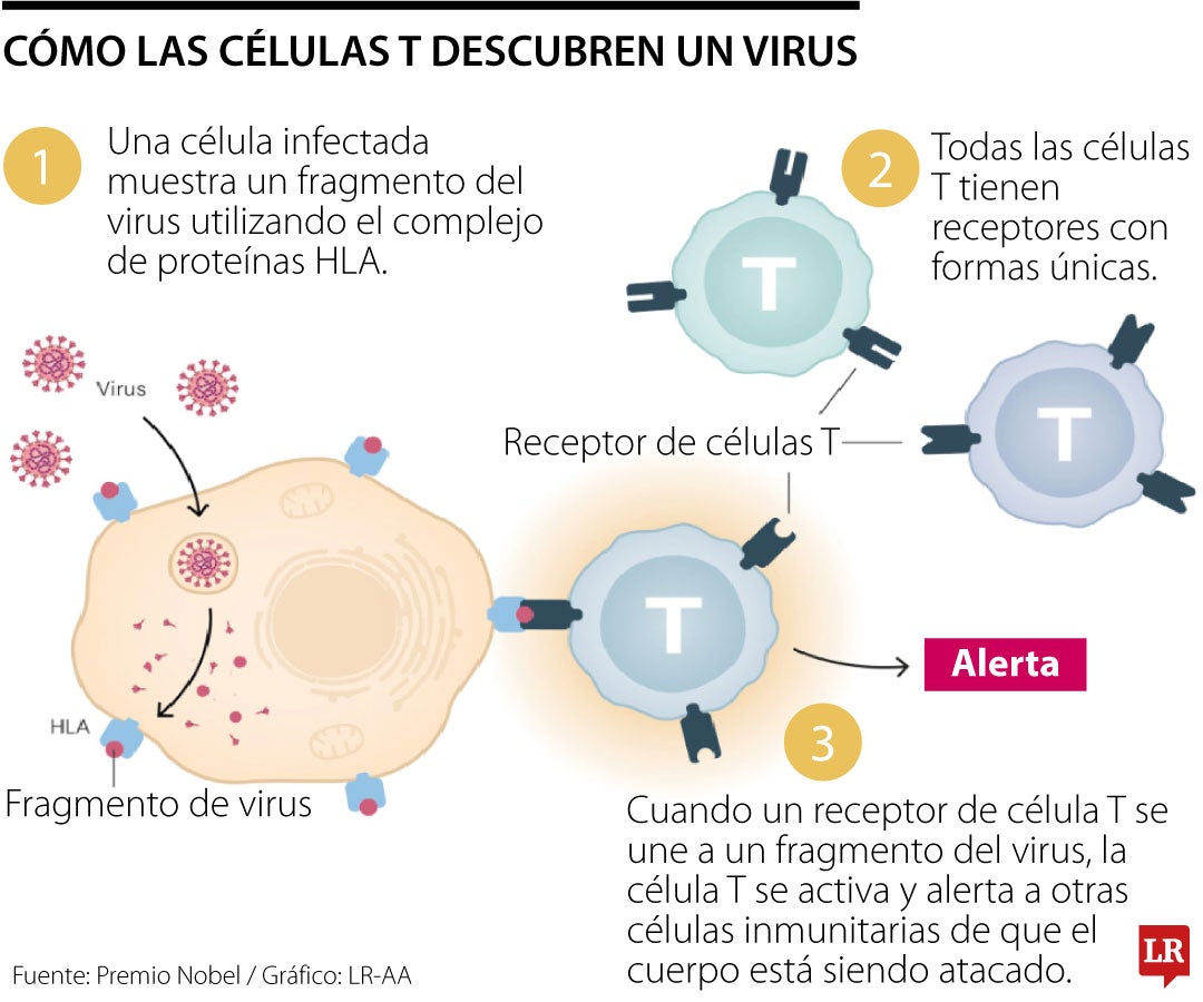 Mary Brunkow, Fred Ramsdell y Shimon Sakaguchi recibieron el Premio Nobel de Medicina