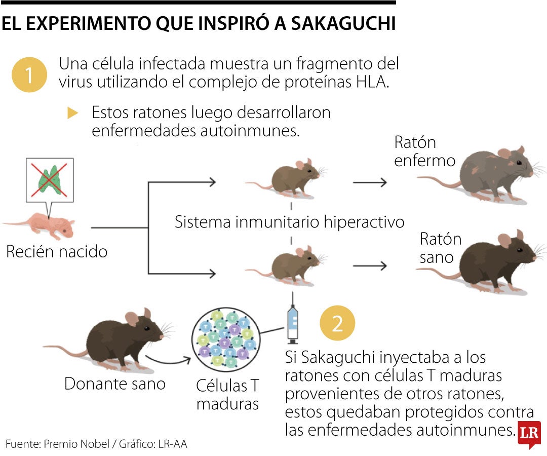 Mary Brunkow, Fred Ramsdell y Shimon Sakaguchi recibieron el Premio Nobel de Medicina