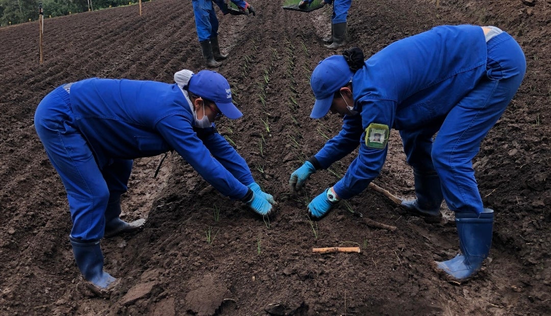 Luego de la cosecha, esta producción, junto a la de “nuestras fincas aliadas de la Sabana Centro y Occidente, el oriente de Cundinamarca, Boyacá y Tolima”, llega a la planta de empaque en Cota Luego de la cosecha, esta producción, junto a la de “nuestras fincas aliadas de la Sabana Centro y Occidente, el oriente de Cundinamarca, Boyacá y Tolima”, llega a la planta de empaque en Cota