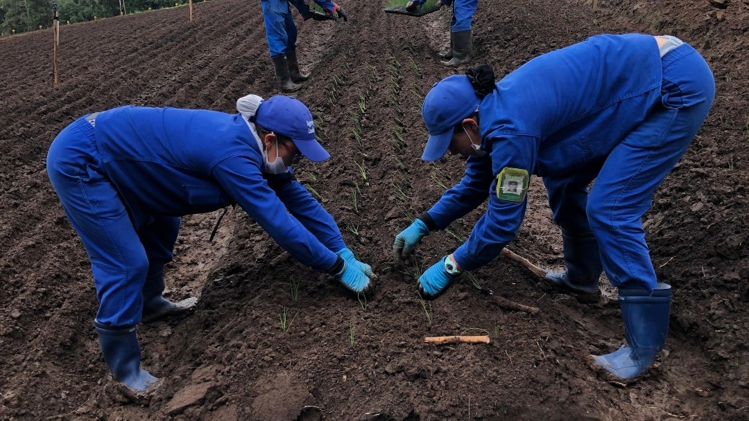 Luego de la cosecha, esta producción, junto a la de “nuestras fincas aliadas de la Sabana Centro y Occidente, el oriente de Cundinamarca, Boyacá y Tolima”, llega a la planta de empaque en Cota