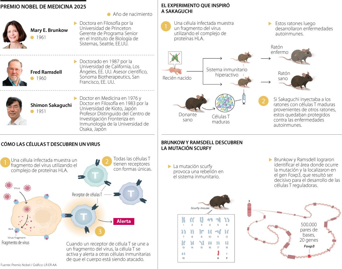 Nobel de Medicina reconoció hallazgo de células T, crucial en enfermedades autoinmunes