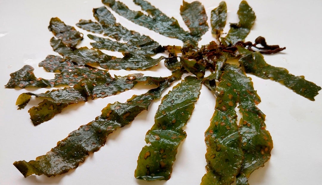Dictyopteris justii Dictyopteris justii