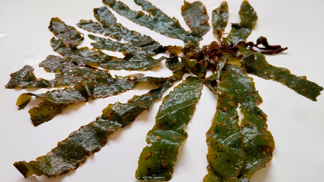 Dictyopteris justii