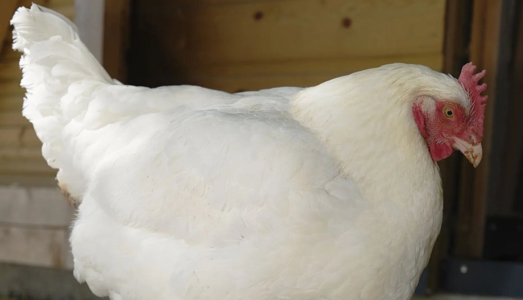 La composición genética de las aves representa la mayor problemática, o al menos para Aviagen Group Ltd. y Cobb500, que representan 95% del inventario de carne La composición genética de las aves representa la mayor problemática, o al menos para Aviagen Group Ltd. y Cobb500, que representan 95% del inventario de carne