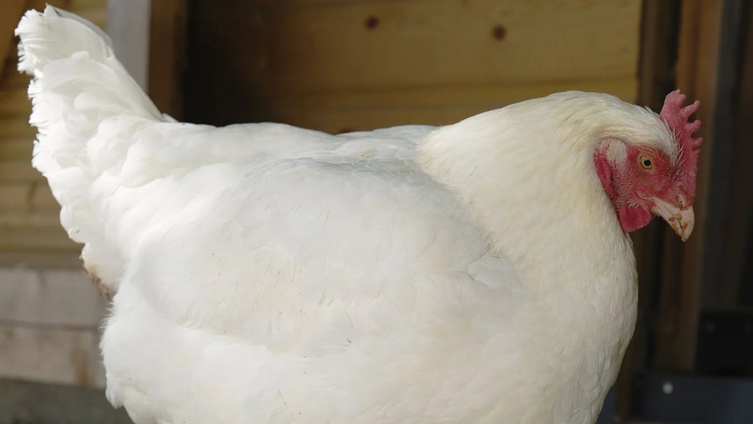 La composición genética de las aves representa la mayor problemática, o al menos para Aviagen Group Ltd. y Cobb500, que representan 95% del inventario de carne