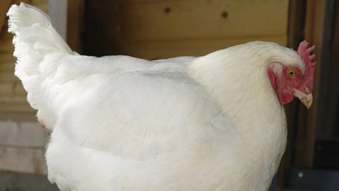 La composición genética de las aves representa la mayor problemática, o al menos para Aviagen Group Ltd. y Cobb500, que representan 95% del inventario de carne