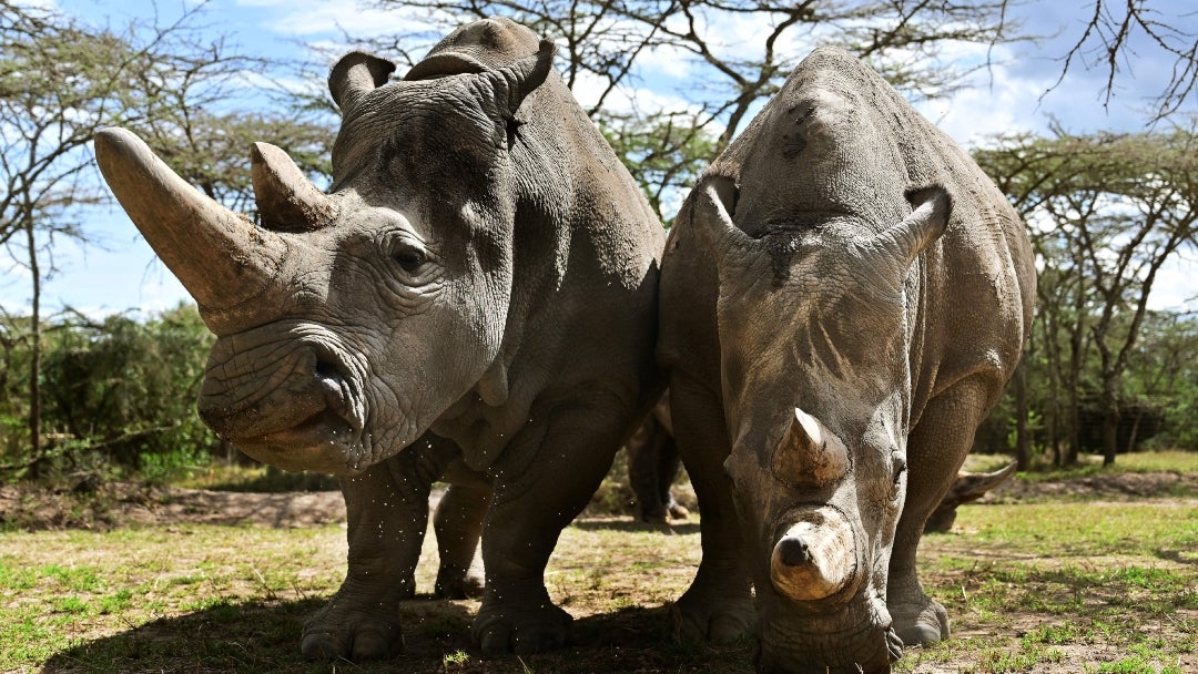 Se pretende aplicar edición genética y otros métodos, y utilizar una madre sustituta para comenzar a rescatar al rinoceronte blanco del norte del borde de la extinción