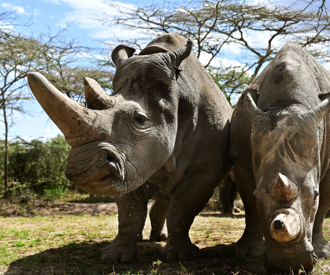 Colossal afirma que la edición genética podría crear un rinoceronte en cuatro años