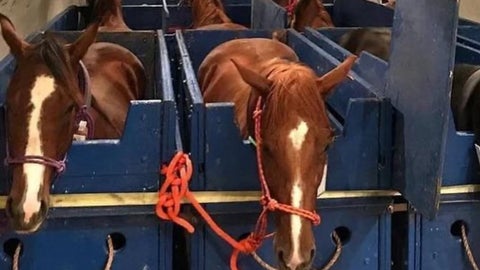Originalmente, es un Boeing 727 modificado y que ahora tiene compartimentos adaptados para cada caballo, incluyendo estar acolchados y tener climatización