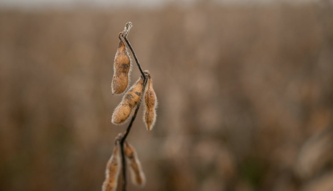 La soja subió 0,7% a US$10,1825 por bushel a las 10:10 am en Chicago La soja subió 0,7% a US$10,1825 por bushel a las 10:10 am en Chicago