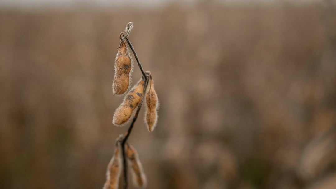 La soja subió 0,7% a US$10,1825 por bushel a las 10:10 am en Chicago