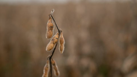 La soja subió 0,7% a US$10,1825 por bushel a las 10:10 am en Chicago