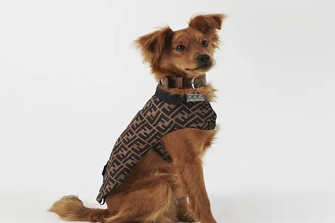 Abrigo para perro de Fendi