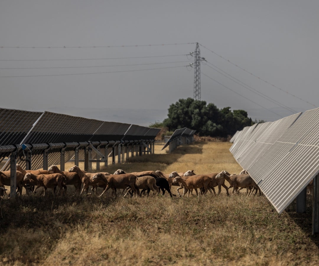 Auge de los acuerdos de energía limpia en España se ve afectado por la energía barata
