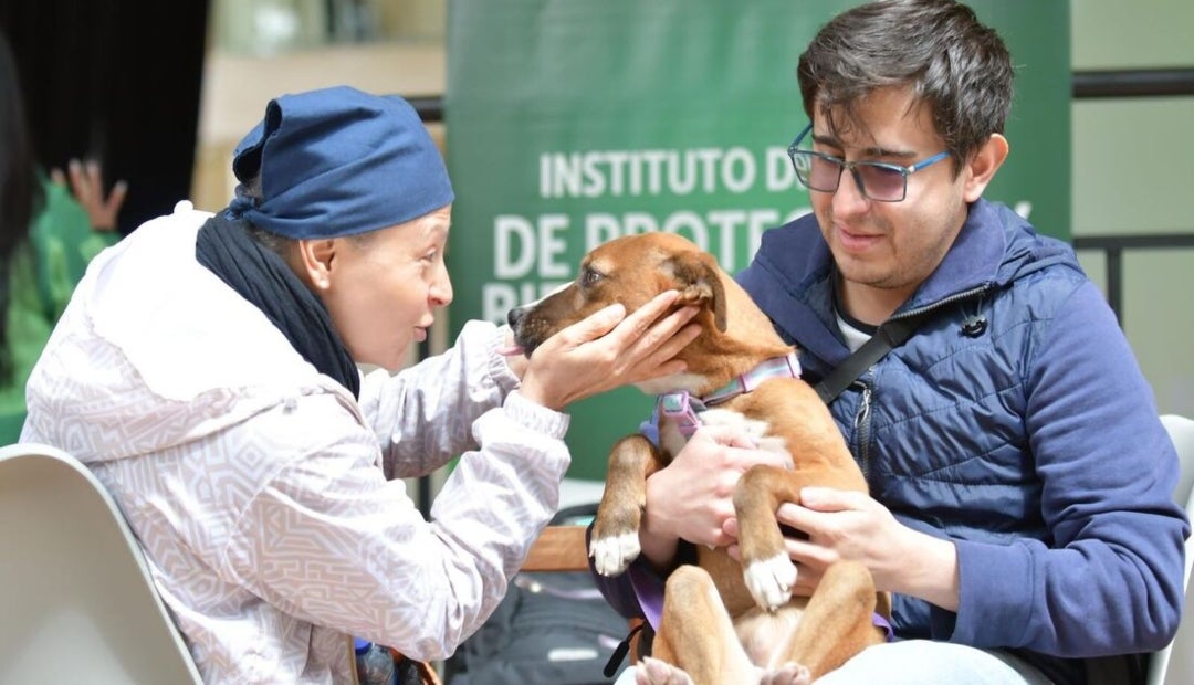 Se ofrecen distintos espacios para el trabajo con los animales, desde refugios y hogares de paso hasta jornadas enfocadas en bienestar Se ofrecen distintos espacios para el trabajo con los animales, desde refugios y hogares de paso hasta jornadas enfocadas en bienestar