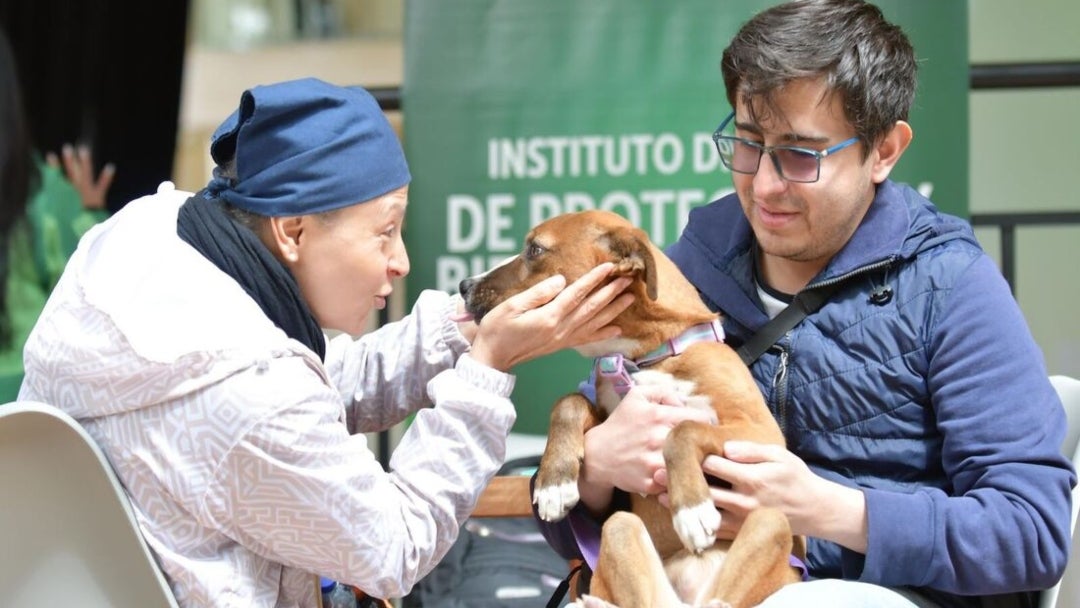 Se ofrecen distintos espacios para el trabajo con los animales, desde refugios y hogares de paso hasta jornadas enfocadas en bienestar