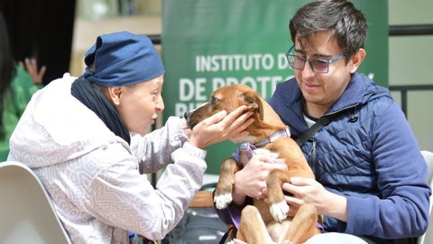 Se ofrecen distintos espacios para el trabajo con los animales, desde refugios y hogares de paso hasta jornadas enfocadas en bienestar