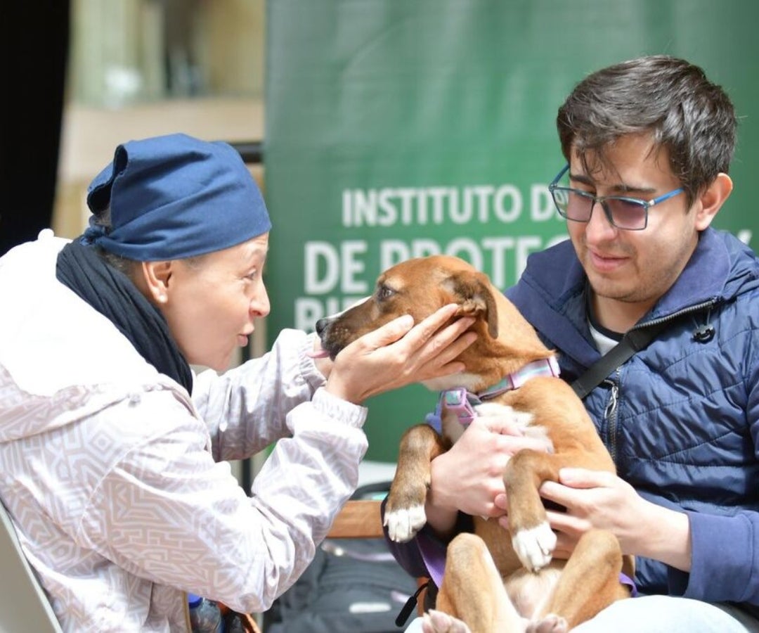 Se ofrecen distintos espacios para el trabajo con los animales, desde refugios y hogares de paso hasta jornadas enfocadas en bienestar