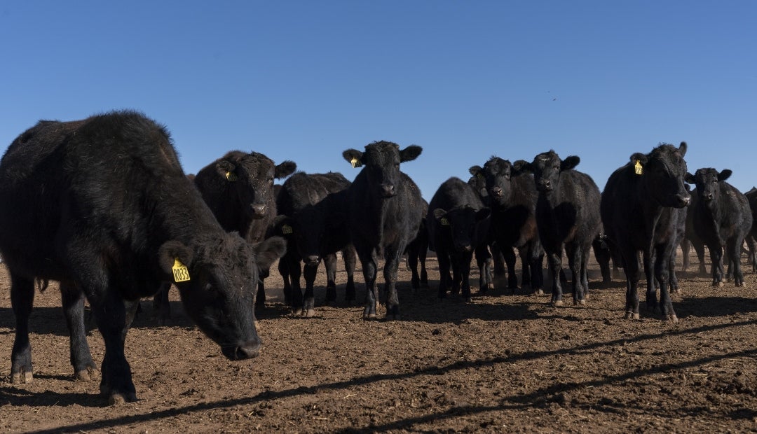 La carne de res argentina representa solo alrededor de 2% de las importaciones estadounidenses La carne de res argentina representa solo alrededor de 2% de las importaciones estadounidenses