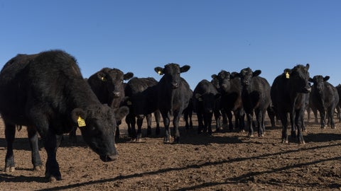 La carne de res argentina representa solo alrededor de 2% de las importaciones estadounidenses