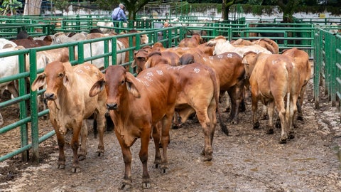 Durante la semana se tuvo la subasta tradicional ganadera 50