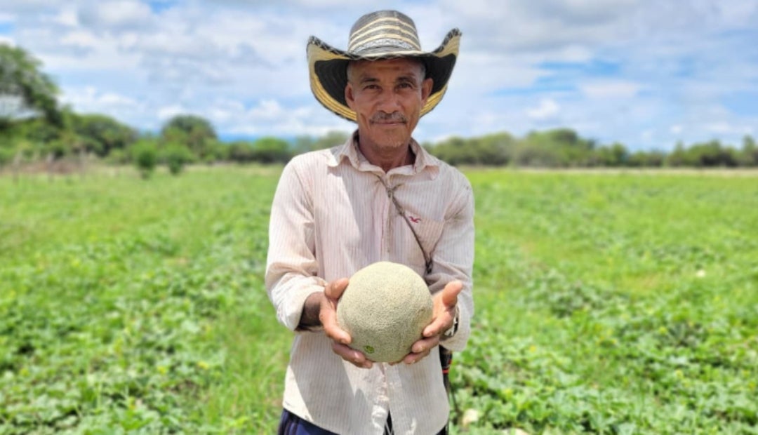 Para 2024 Beltrán tuvo nueve hectáreas de siembra y cosecha de melón, y una producción de 225 toneladas Para 2024 Beltrán tuvo nueve hectáreas de siembra y cosecha de melón, y una producción de 225 toneladas