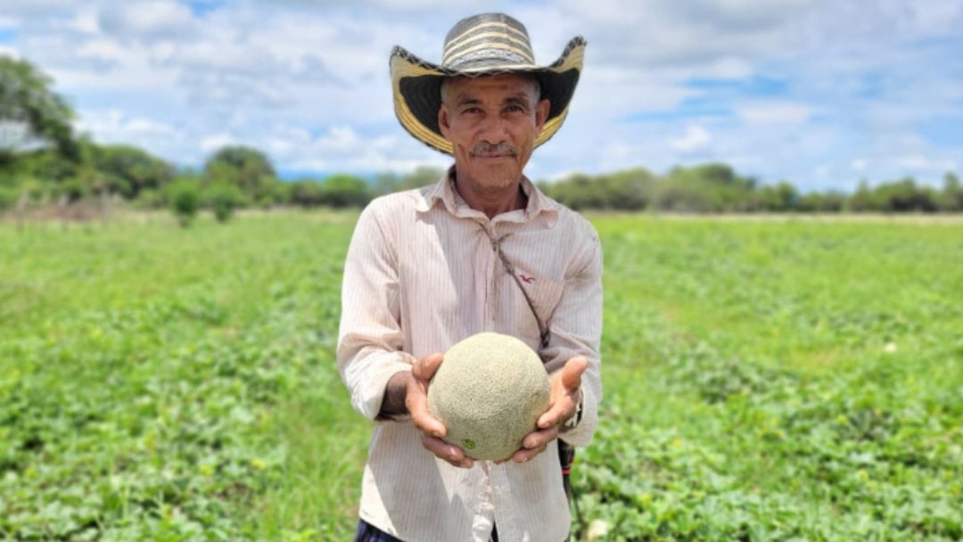 Para 2024 Beltrán tuvo nueve hectáreas de siembra y cosecha de melón, y una producción de 225 toneladas Para 2024 Beltrán tuvo nueve hectáreas de siembra y cosecha de melón, y una producción de 225 toneladas