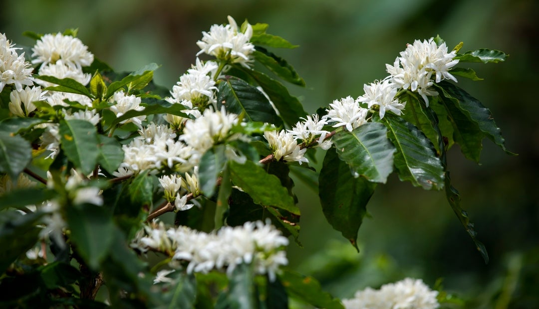 Cenicafé publicó la versión del calendario para el registro de floraciones de 2026, en la que se pueden registrar datos cada semana Cenicafé publicó la versión del calendario para el registro de floraciones de 2026, en la que se pueden registrar datos cada semana