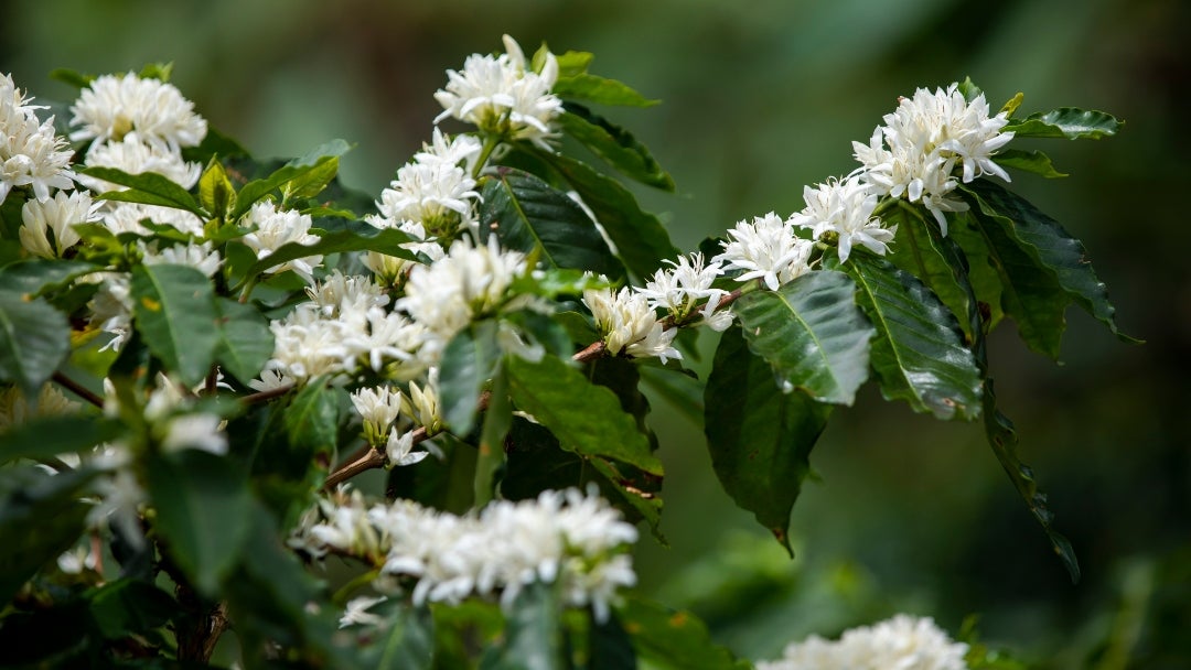 Cenicafé publicó la versión del calendario para el registro de floraciones de 2026, en la que se pueden registrar datos cada semana Cenicafé publicó la versión del calendario para el registro de floraciones de 2026, en la que se pueden registrar datos cada semana