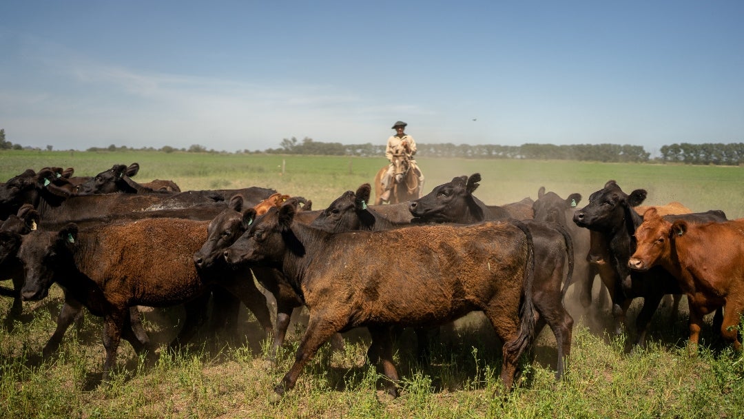 Precios de la carne de res han alcanzado niveles récord por reducción de cabezas y constante demanda Precios de la carne de res han alcanzado niveles récord por reducción de cabezas y constante demanda