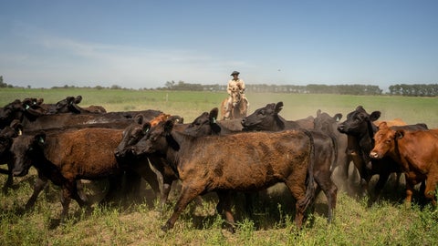 Precios de la carne de res han alcanzado niveles récord por reducción de cabezas y constante demanda