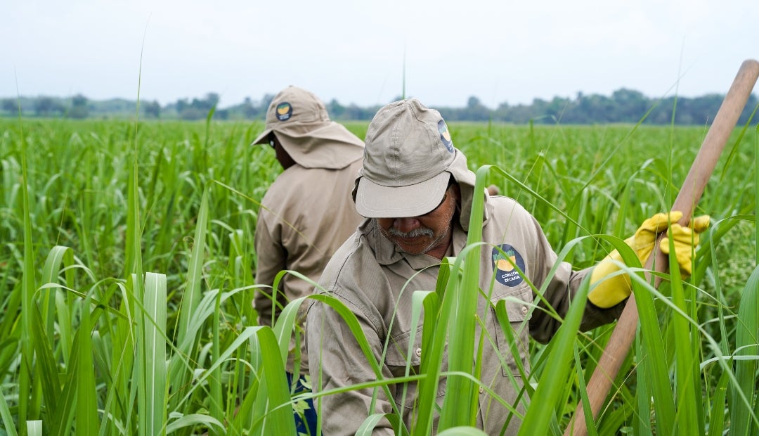 Cultivo de caña Cultivo de caña