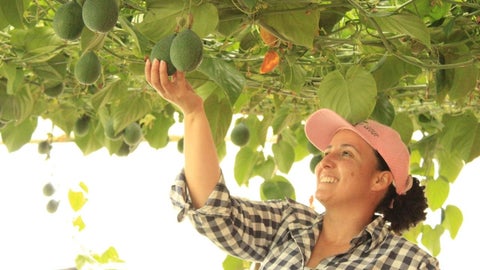 En temporada alta Colombian Fruit tiene un equipo de 30 personas