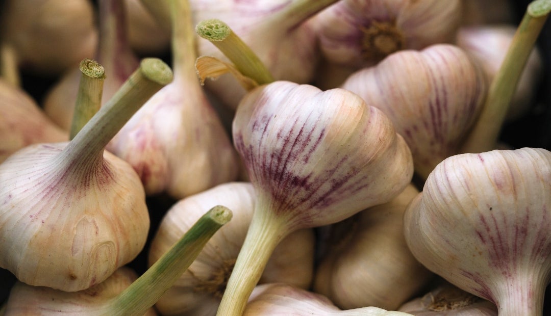 Se cree que al mezclar e ajo con miel y limón se pueden combatir los síntomas del resfriado Se cree que al mezclar e ajo con miel y limón se pueden combatir los síntomas del resfriado