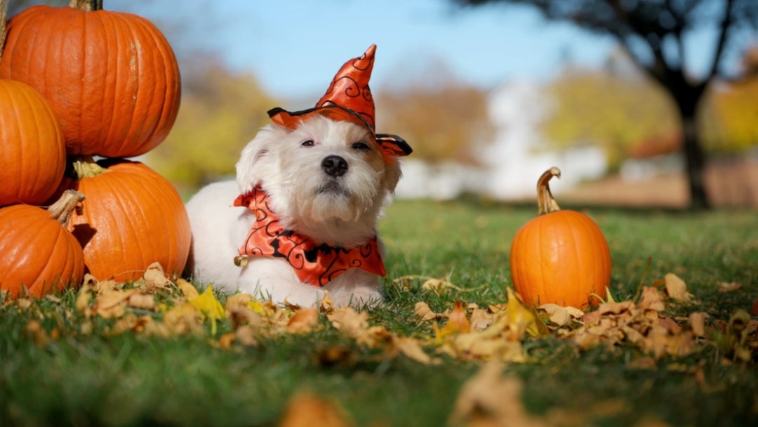El azúcar puede generar problemas digestivos, reacciones alérgicas, obesidad y diabetes en su mascota El azúcar puede generar problemas digestivos, reacciones alérgicas, obesidad y diabetes en su mascota