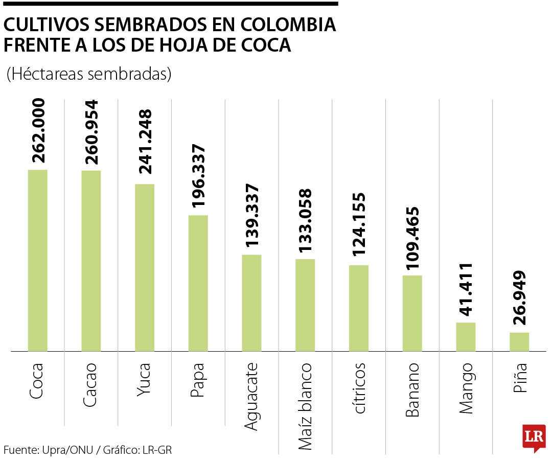 Cultivos de coca son superior a los de la yuca y la papa