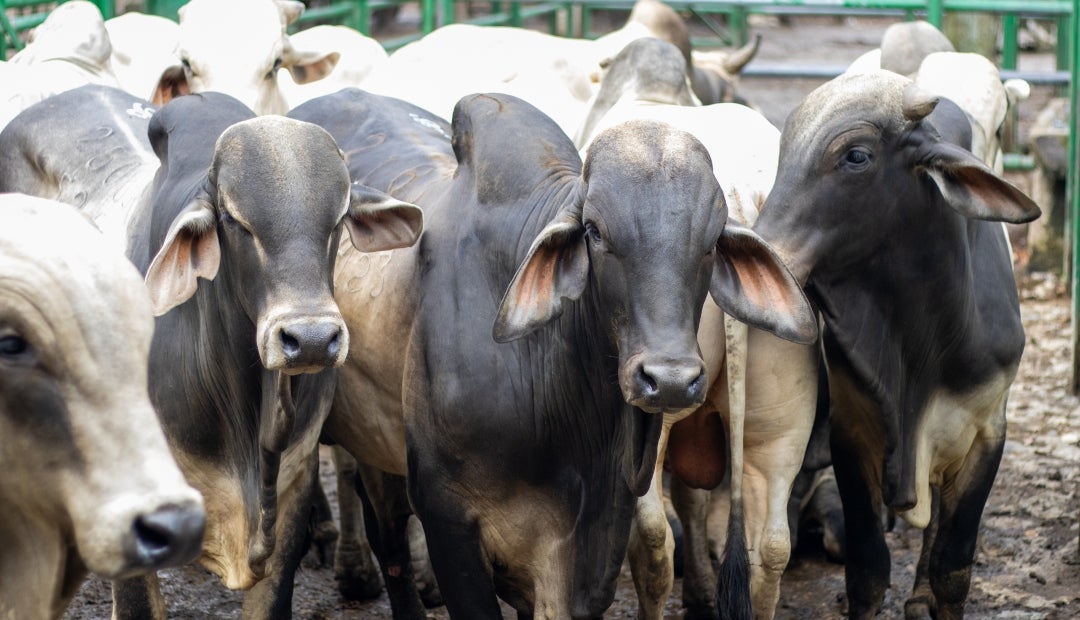 El precio promedio del kilo ganado macho cebado fue de $10.977 El precio promedio del kilo ganado macho cebado fue de $10.977