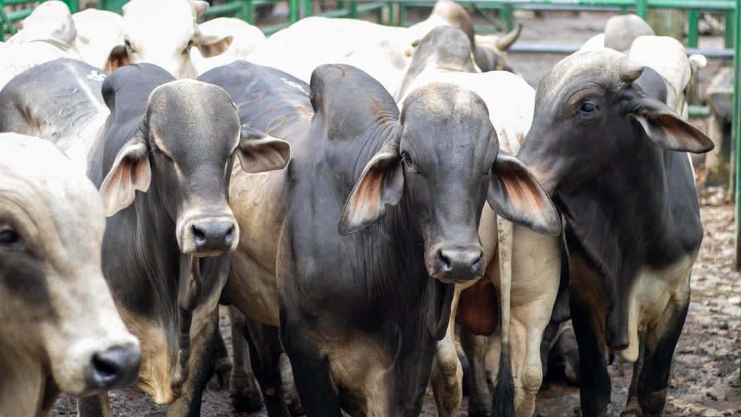 El precio promedio del kilo ganado macho cebado fue de $10.977 El precio promedio del kilo ganado macho cebado fue de $10.977