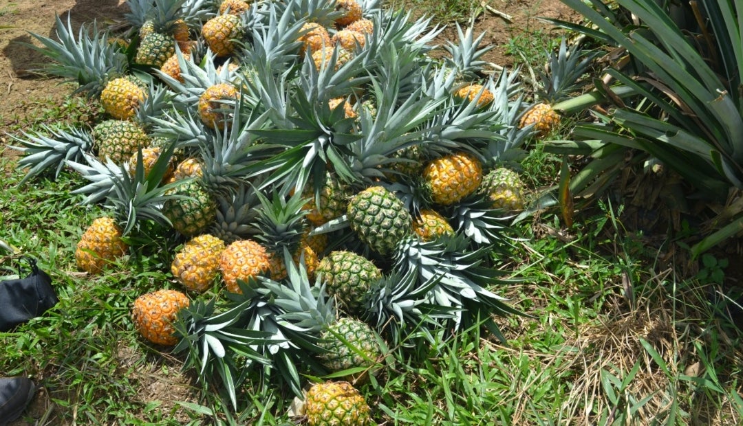 Brasil abre sus puertas a la piña colombiana, un nuevo logro para el ...
