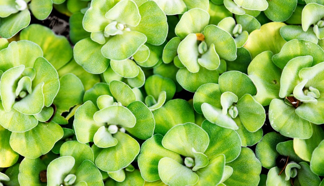 La lechuga de agua se ha extendido desde mediados de julio por el lago artificial de 135 kilómetros cuadrados La lechuga de agua se ha extendido desde mediados de julio por el lago artificial de 135 kilómetros cuadrados