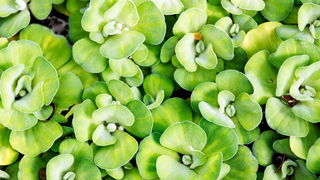 La lechuga de agua se ha extendido desde mediados de julio por el lago artificial de 135 kilómetros cuadrados La lechuga de agua se ha extendido desde mediados de julio por el lago artificial de 135 kilómetros cuadrados