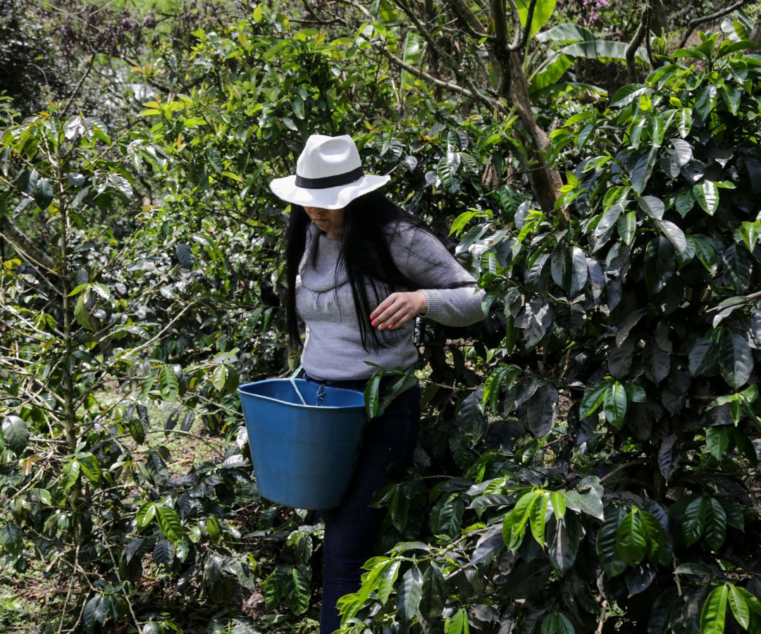 Energías renovables: motor de transformación de la industria cafetera y otros sectores