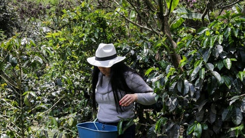 Energías renovables: motor de transformación de la industria cafetera y otros sectores