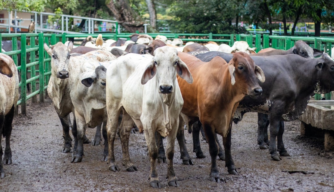 La reunión 45 de la Feria de Ganados de Medellín en la Central Ganadera se llevó a cabo hoy, 5 de noviembre