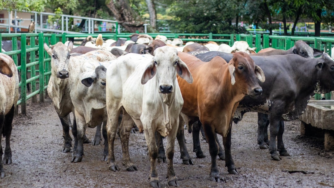 La reunión 45 de la Feria de Ganados de Medellín en la Central Ganadera se llevó a cabo hoy, 5 de noviembre