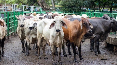 La reunión 45 de la Feria de Ganados de Medellín en la Central Ganadera se llevó a cabo hoy, 5 de noviembre