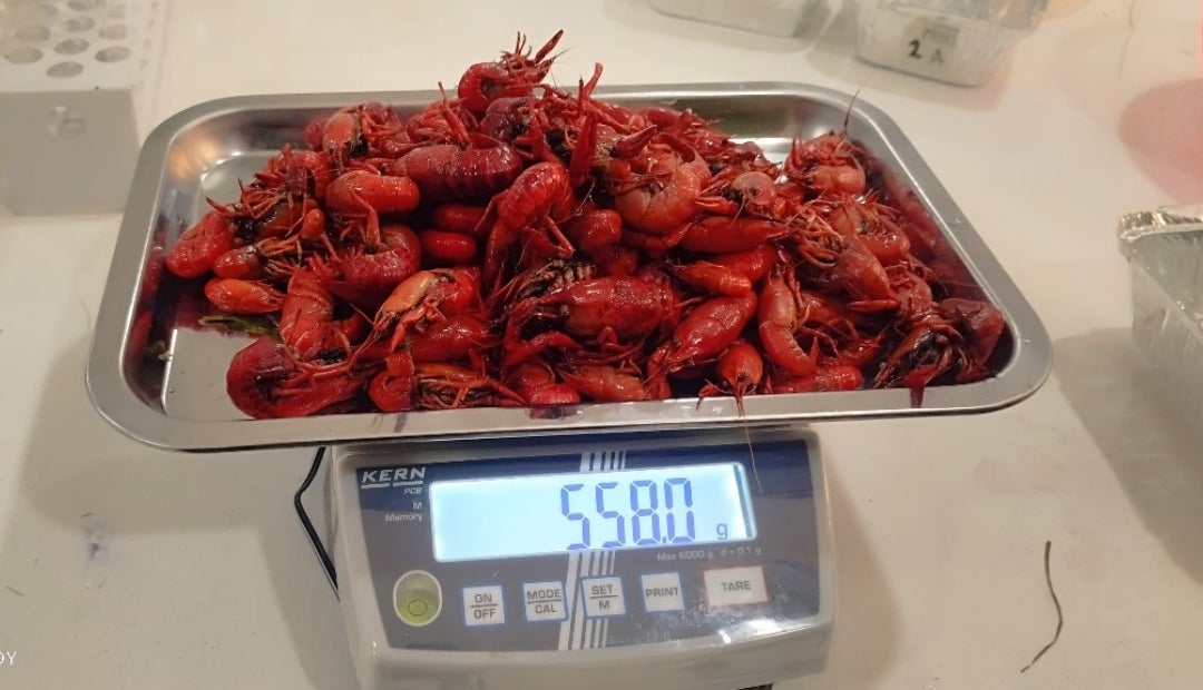 Cangrejo rojo Cangrejo rojo